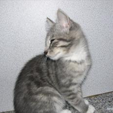 Blanding af racer Skiderik