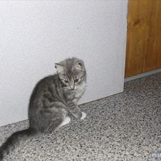 Blanding af racer Skiderik