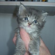 Maine Coon Baby