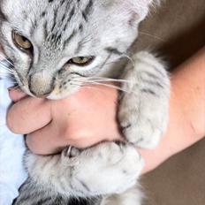 Blanding af racer Marco