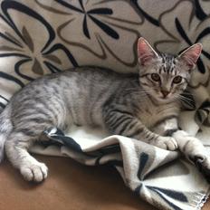 Blanding af racer Marco