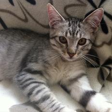 Blanding af racer Marco