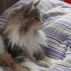 Maine Coon Choko