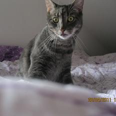 Blanding af racer Bassemand