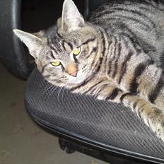 Blanding af racer Brumse