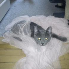 Russian Blue George