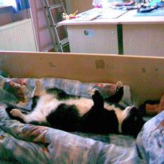 Huskat Kissi *R.I.P*