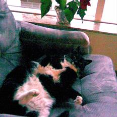 Huskat Kissi *R.I.P*