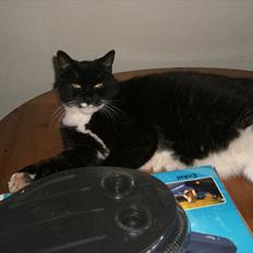 Huskat Kissi *R.I.P*