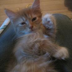 Maine Coon Pelotte