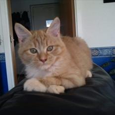 Maine Coon Pelotte