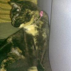 Blanding af racer Amaya (BabyMis)