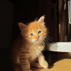 Maine Coon Spaghetti