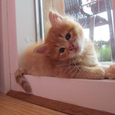 Maine Coon Spaghetti