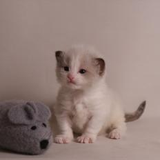 Ragdoll DK Jaquet Paris