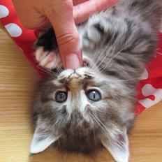 Maine Coon Tiffany (Tiff)