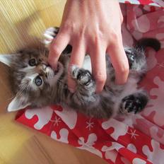 Maine Coon Tiffany (Tiff)