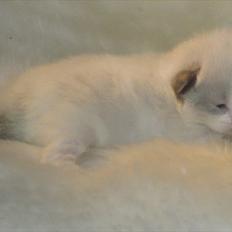 Ragdoll DK Jaquet Paris
