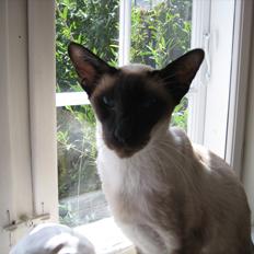 Siameser DK Hancock's Ares