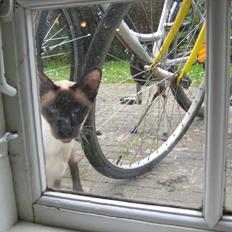 Siameser DK Hancock's Ares