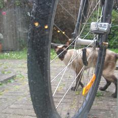 Siameser DK Hancock's Ares