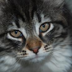 Norsk Skovkat | Frida 