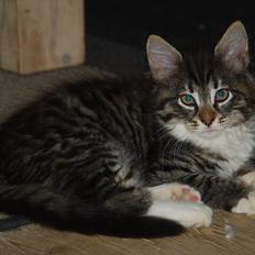 Norsk Skovkat | Frida 