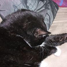 Huskat Sylvester *Sylle* RIP