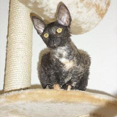 Cornish Rex DK Pixiepaws buick skylark