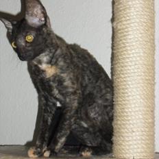 Cornish Rex DK Pixiepaws buick skylark