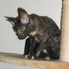 Cornish Rex DK Pixiepaws buick skylark