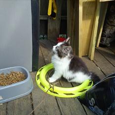 Blanding af racer Sophy