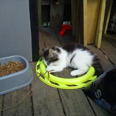 Blanding af racer Sophy