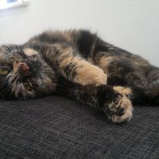 Huskat                      Nørgaards Stribe