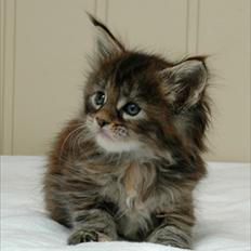 Maine Coon Bearcloud Adrenalin "Fox"