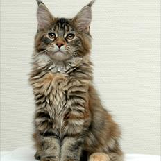 Maine Coon Bearcloud Adrenalin "Fox"