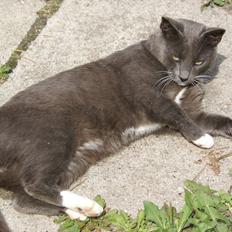 Blanding af racer Cocio