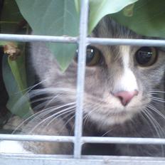 Huskat Diva (Himmelkat)