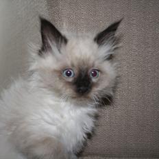 Ragdoll Toffee