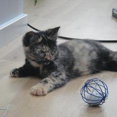 Huskat                      Nørgaards Stribe