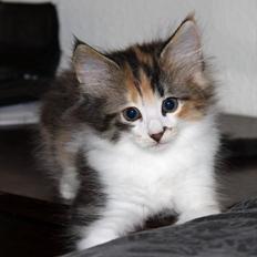 Norsk Skovkat DK Kimbo's Daim