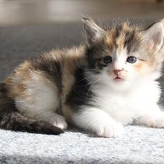 Norsk Skovkat DK Kimbo's Daim