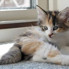 Norsk Skovkat DK Kimbo's Daim