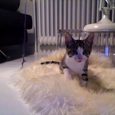 Blanding af racer Bo