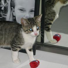 Blanding af racer Bo