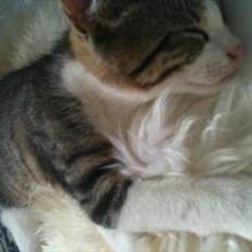 Blanding af racer Bo