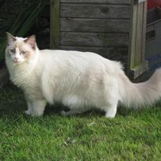 Ragdoll Hollsedoll Orkan Alberto