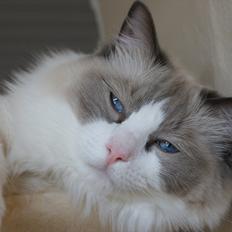 Ragdoll Hollsedoll Orkan Alberto