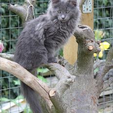 Maine Coon Wilma "Flyttet"