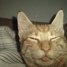 Blanding af racer Hannibal